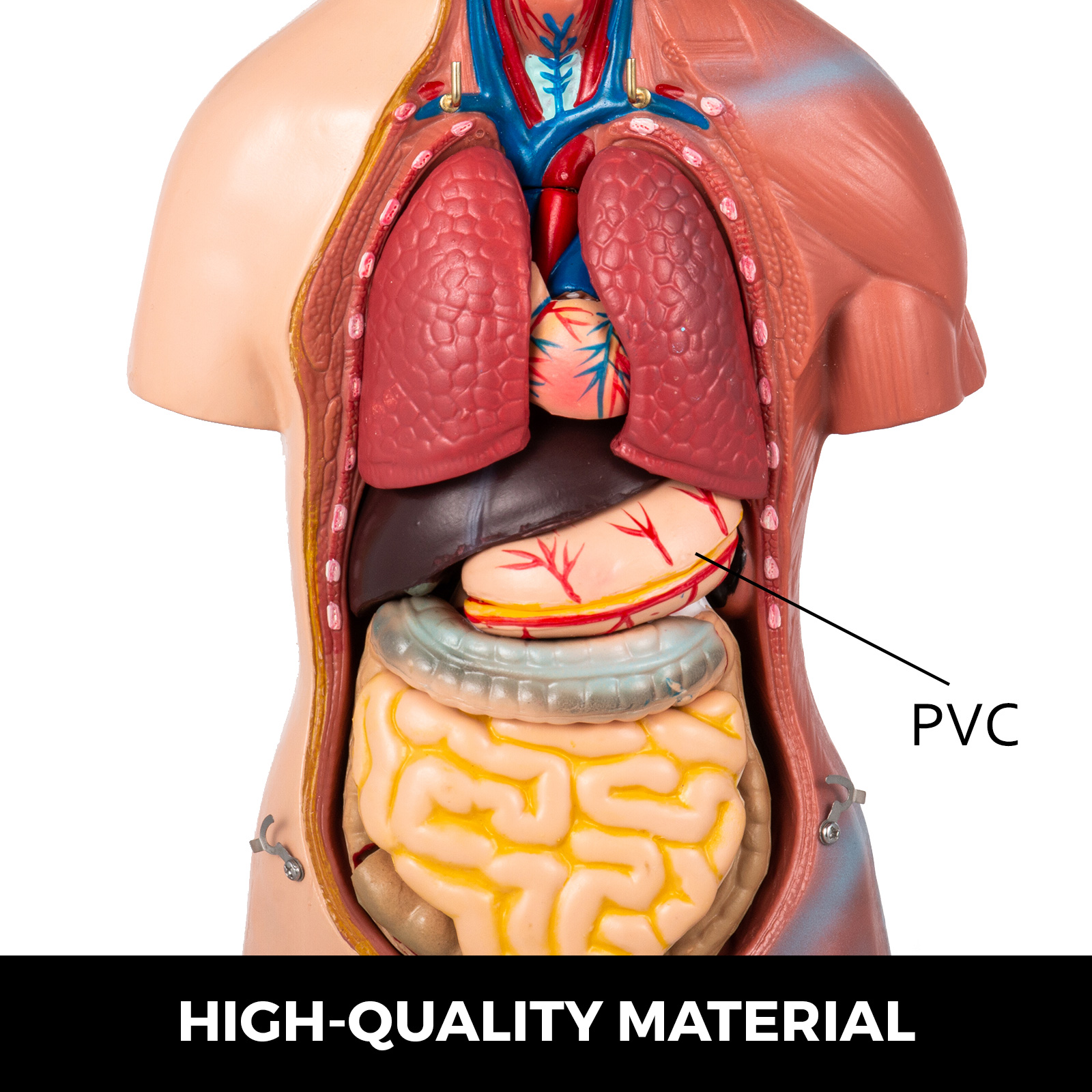 45cm Human Torso Organ Adult Male Tall Paul Anatomical Anatomy Teaching Model Ebay